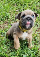 Jayne, a female English Bulldog for sale in Lakeland, FL – 3 of 3