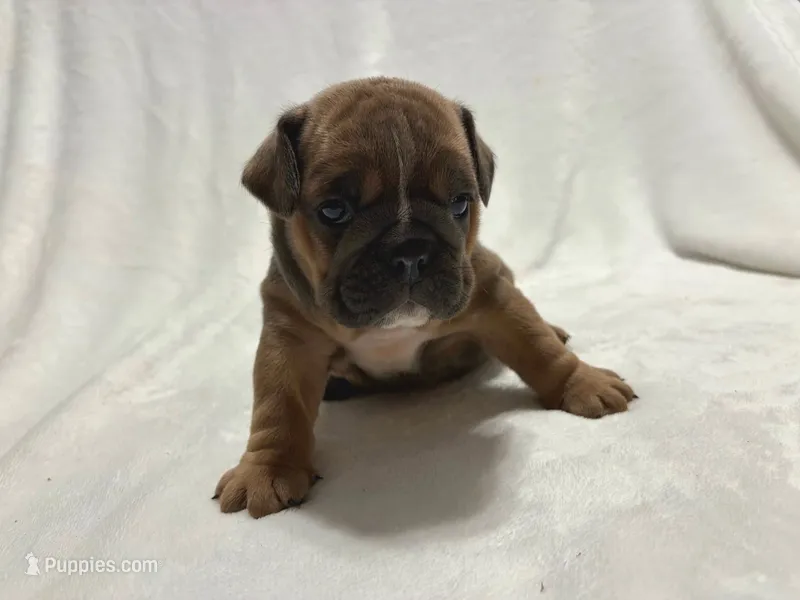 Sabrina – English Bulldog puppy for sale in Lakeland, FL