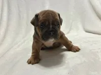 Sabrina, a female English Bulldog for sale in Lakeland, FL – 1 of 1
