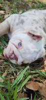Rose, a female English Bulldog for sale in Lakeland, FL – 4 of 4