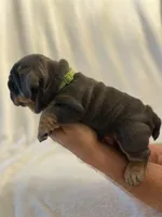 Grace Kelly, a female English Bulldog for sale in Lakeland, FL – 3 of 3