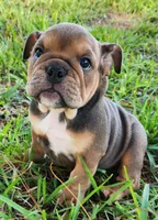 Janis Joplin, a female English Bulldog for sale in Lakeland, FL – 1 of 3