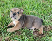 Janis Joplin, a female English Bulldog for sale in Lakeland, FL – 2 of 3