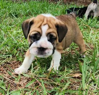 Green, a female English Bulldog for sale in Lakeland, FL – 4 of 4