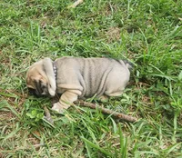 Black, a male English Bulldog for sale in Lakeland, FL – 4 of 4