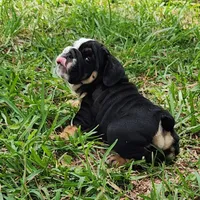 Blue, a female English Bulldog for sale in Lakeland, FL – 4 of 4