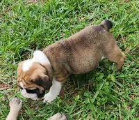 Green, a female English Bulldog for sale in Lakeland, FL – 3 of 4