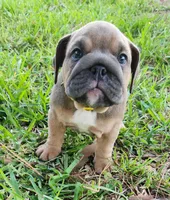 Jayne, a female English Bulldog for sale in Lakeland, FL – 1 of 3