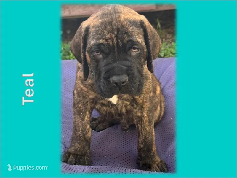Teal – English Mastiff puppy for sale in New Port Richey, FL