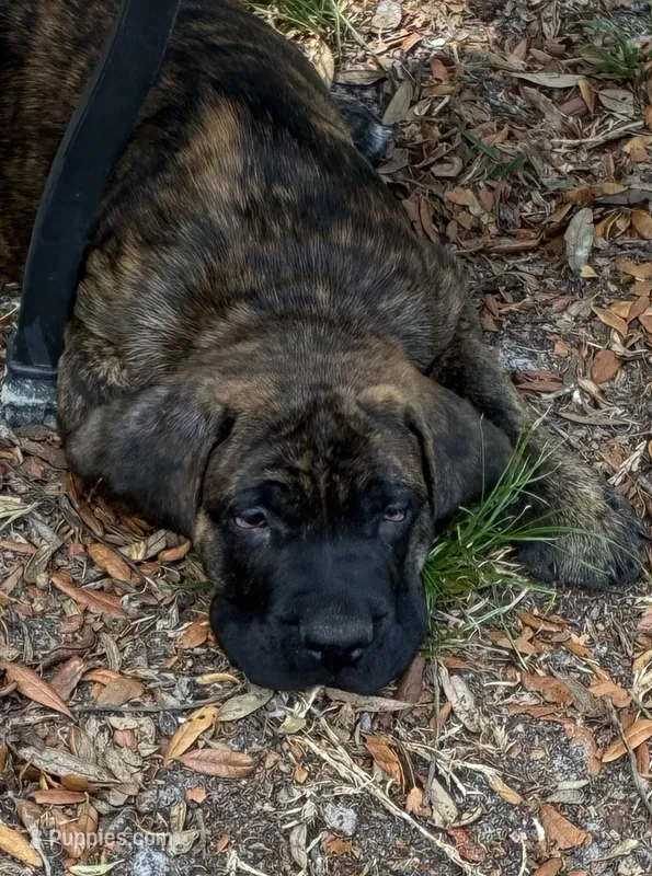 Teal – English Mastiff puppy for sale in New Port Richey, FL