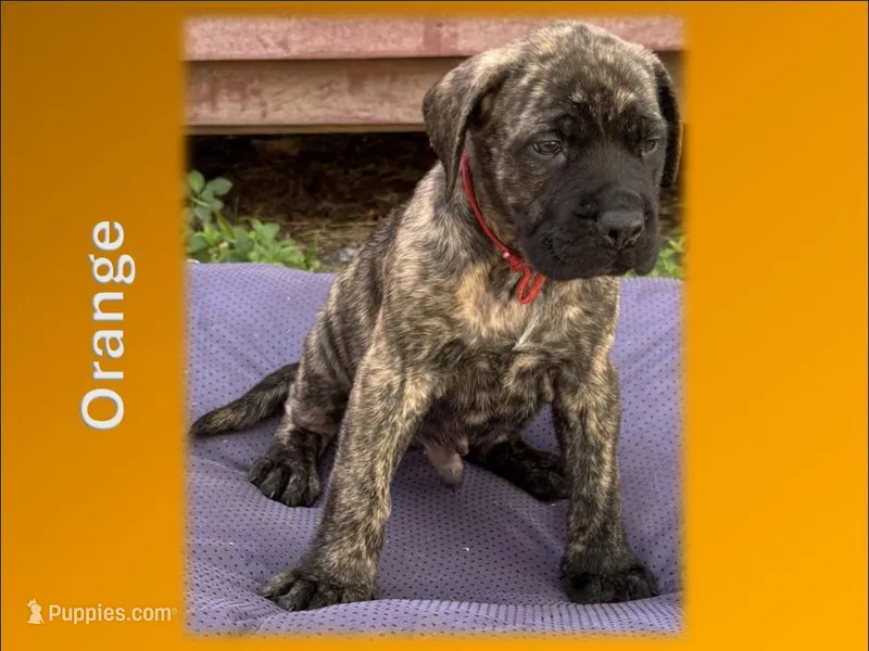 Orange – English Mastiff puppy for sale in New Port Richey, FL
