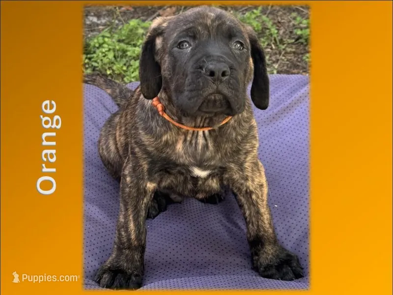 Orange – English Mastiff puppy for sale in New Port Richey, FL