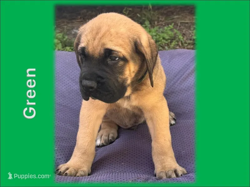 Green – English Mastiff puppy for sale in New Port Richey, FL