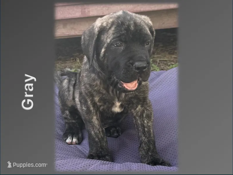 Gray – English Mastiff puppy for sale in New Port Richey, FL