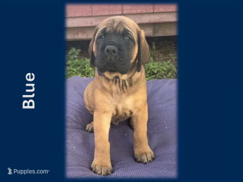 Blue – English Mastiff puppy for sale in New Port Richey, FL
