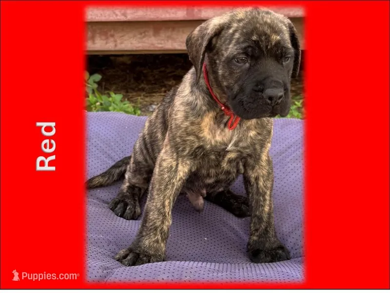 Red – English Mastiff puppy for sale in New Port Richey, FL