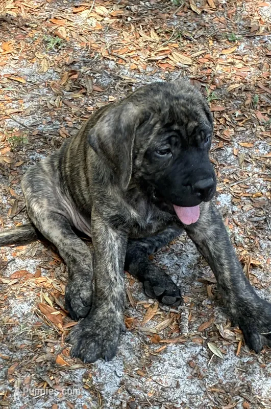 Red – English Mastiff puppy for sale in New Port Richey, FL