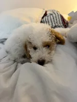 Winnie, a female Cavalier King Charles Spaniel and Poodle - Miniature  for sale in Detroit, MI – 6 of 6