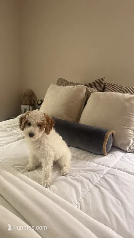 Winnie – Cavalier King Charles Spaniel, Poodle - Miniature  puppy for sale in Detroit, MI