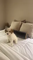 Winnie, a female Cavalier King Charles Spaniel and Poodle - Miniature  for sale in Detroit, MI – 1 of 6