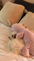 Winnie, a female Cavalier King Charles Spaniel and Poodle - Miniature  for sale in Detroit, MI – 4 of 6