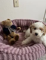 Winnie, a female Cavalier King Charles Spaniel and Poodle - Miniature  for sale in Detroit, MI – 2 of 6