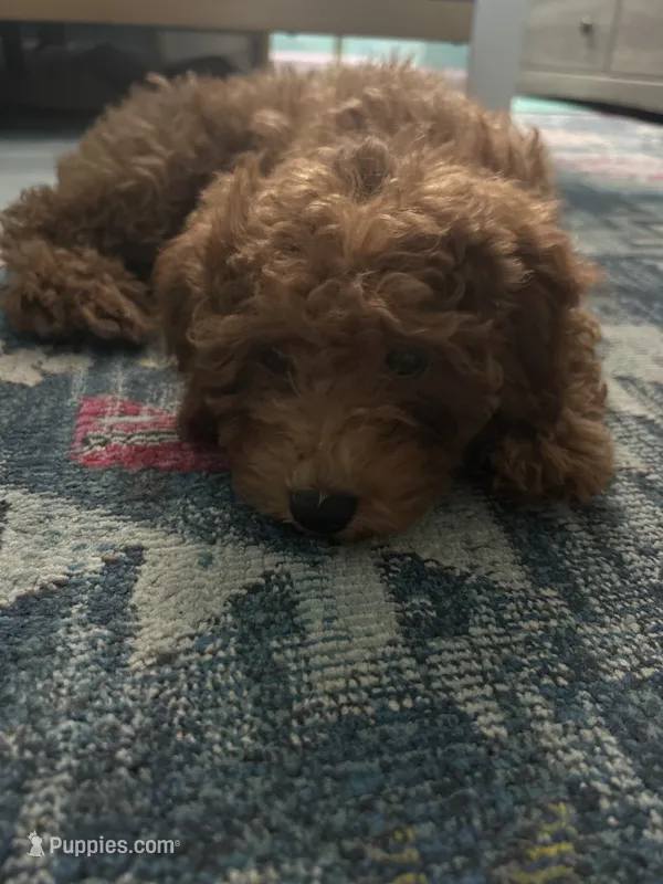 stella  – Cavapoo puppy for sale in Reston, VA