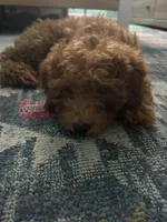 stella , a female Cavapoo for sale in Reston, VA – 1 of 3
