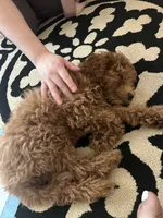 stella , a female Cavapoo for sale in Reston, VA – 3 of 3
