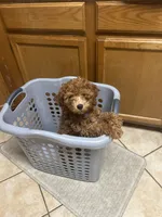 stella , a female Cavapoo for sale in Reston, VA – 2 of 3