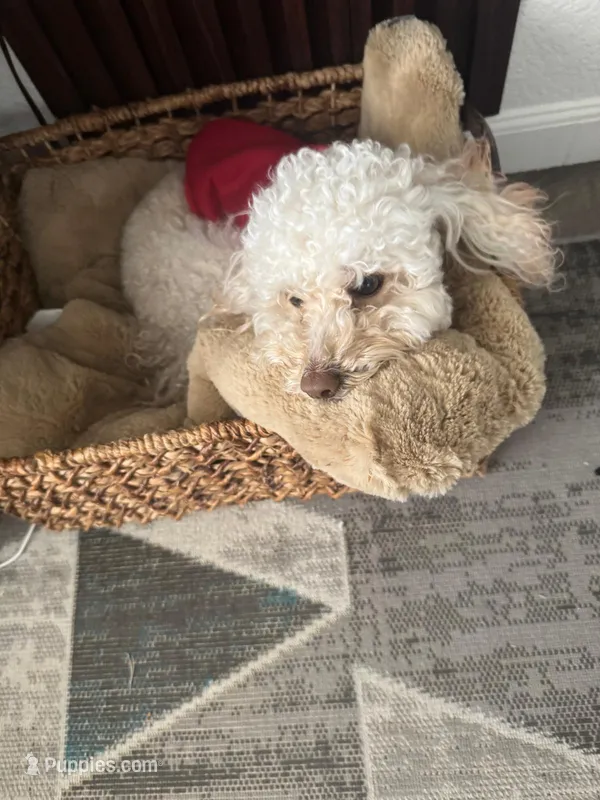 Biscuit – Poodle - Miniature  puppy for sale in Cave Creek, AZ