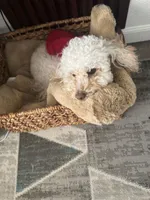Biscuit, a male Poodle - Miniature  for sale in Cave Creek, AZ – Photo 1 of 2