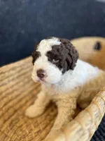 processed/23e831c1-eee5-41ff-a747-a37aa73275fc/listing/29e972c1-dc26-4964-b2a5-f242200d214e/4270a7cd-3117-4218-9693-5184e6fc9ff6