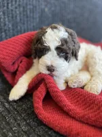 processed/23e831c1-eee5-41ff-a747-a37aa73275fc/listing/29e972c1-dc26-4964-b2a5-f242200d214e/abc3a394-2968-4196-9289-bb1bc8483743