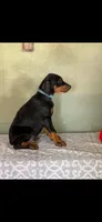Blue collar , a male Doberman Pinscher for sale in Marathon, IA – 2 of 5