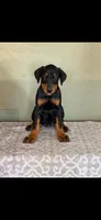 Lilac, a female Doberman Pinscher for sale in Marathon, IA – 3 of 4