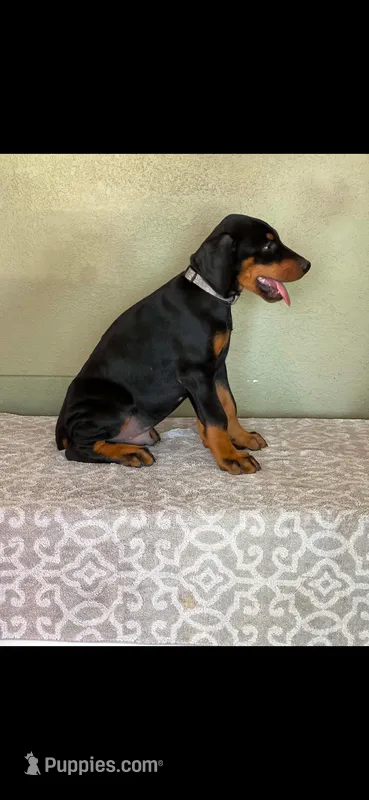 Gray – Doberman Pinscher puppy for sale in Marathon, IA