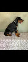 Gray, a male Doberman Pinscher for sale in Marathon, IA – 1 of 3