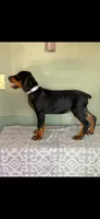 Lilac, a female Doberman Pinscher for sale in Marathon, IA – 4 of 4
