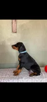 Blue collar , a male Doberman Pinscher for sale in Marathon, IA – 4 of 5