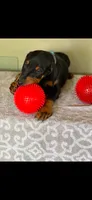 Blue collar , a male Doberman Pinscher for sale in Marathon, IA – 5 of 5
