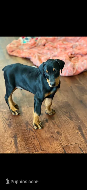 Blue collar  – Doberman Pinscher puppy for sale in Marathon, IA