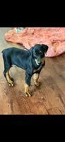 Blue collar , a male Doberman Pinscher for sale in Marathon, IA – 1 of 5