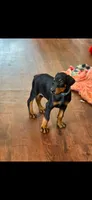 Blue collar , a male Doberman Pinscher for sale in Marathon, IA – 3 of 5