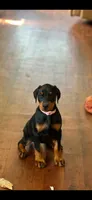 Pink collar , a female Doberman Pinscher for sale in Marathon, IA – 3 of 3