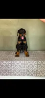 Gray, a male Doberman Pinscher for sale in Marathon, IA – 2 of 3