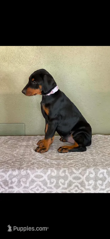 Lilac – Doberman Pinscher puppy for sale in Marathon, IA