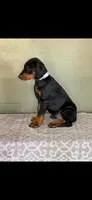 Lilac, a female Doberman Pinscher for sale in Marathon, IA – 1 of 4