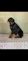Lilac, a female Doberman Pinscher for sale in Marathon, IA – 2 of 4