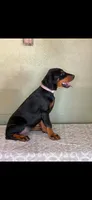Pink collar , a female Doberman Pinscher for sale in Marathon, IA – 2 of 3